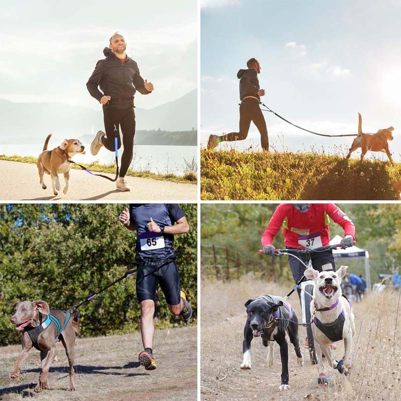 Hands Free Dog Leash With Zipper Pouch