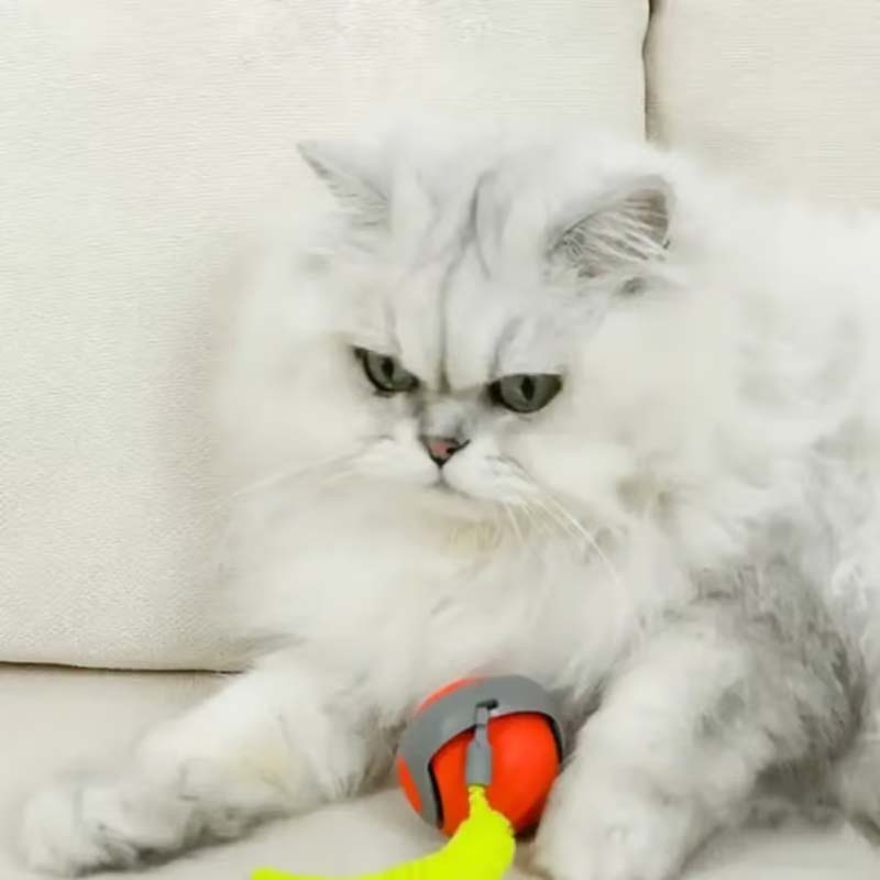 Interactive Cat Toy