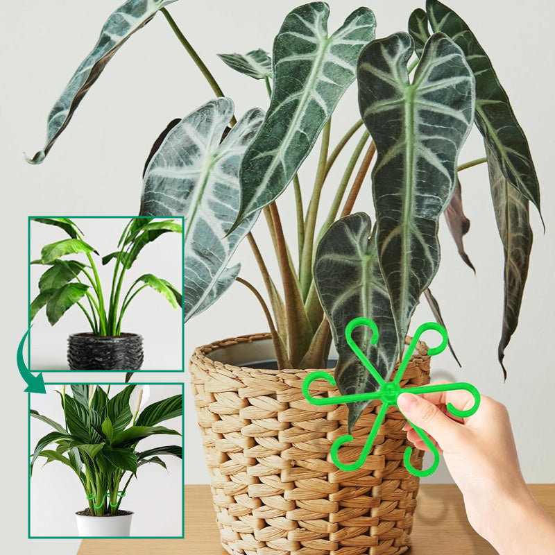 Monstera support retainer