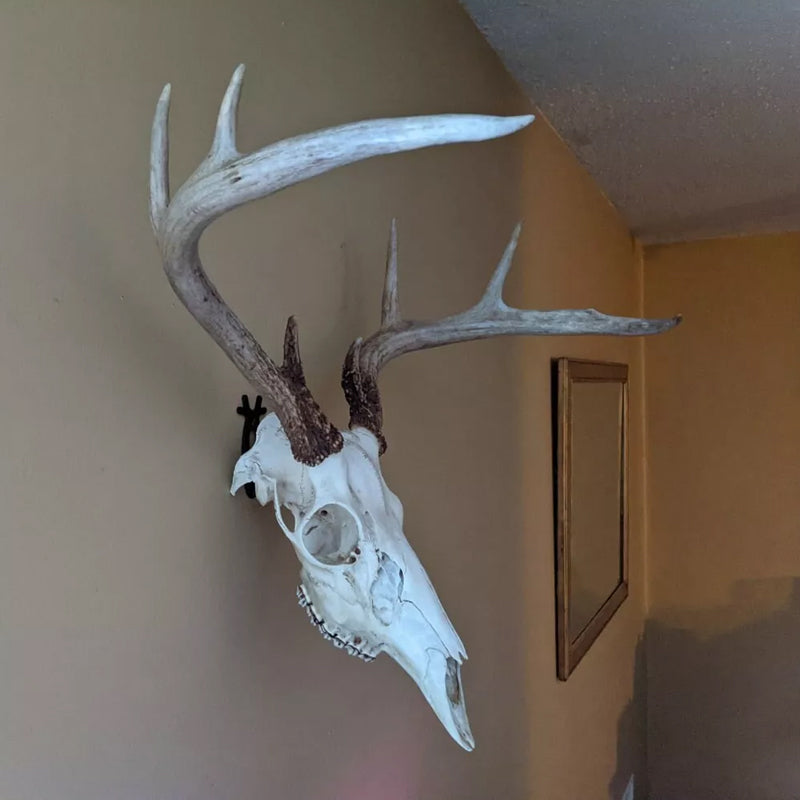 Deer Antelope Antler Mount Bracket