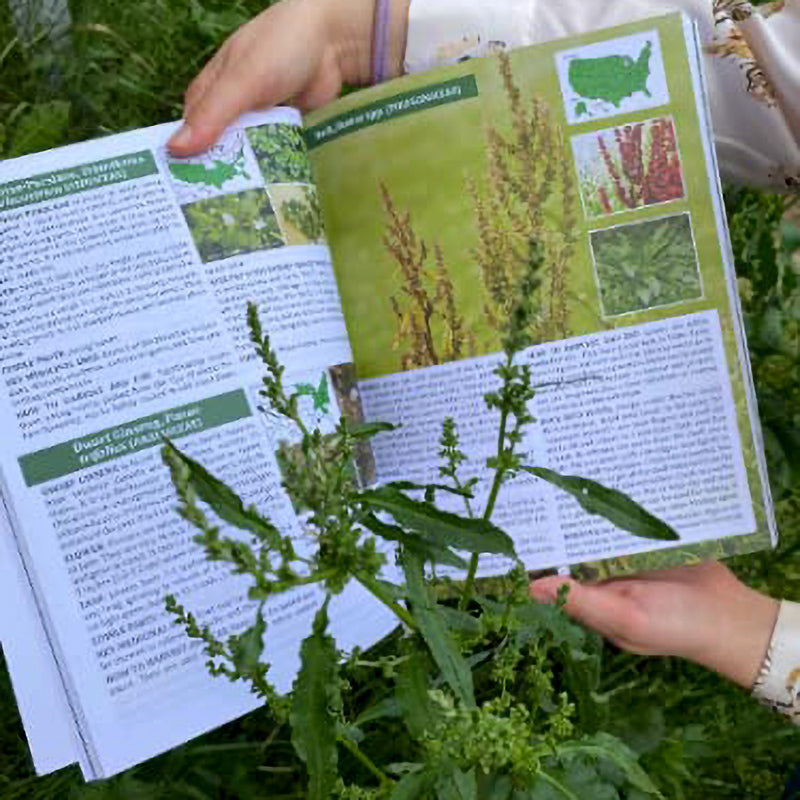 The Forager’s Guide to Wild Foods